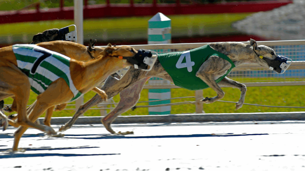 Public Invited to Contribute to Inquiry into Greyhound Racing New South Wales